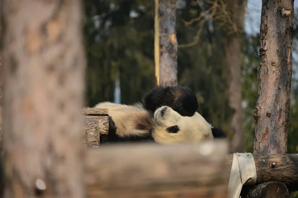 Panda Gigante Repousa Posto Madeira Dia Gelado Zoológico Pequim Pequim — Fotografia de Stock