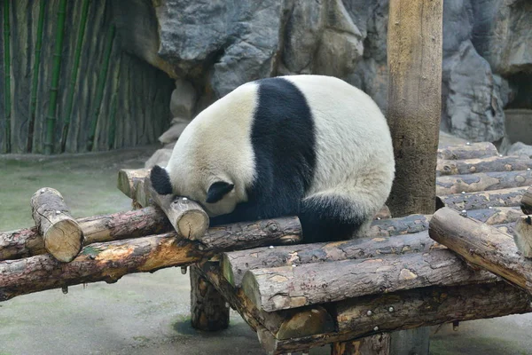 Giant Panda Huddles Przeciwko Wycie Wiatru Dzień Zoo Beijing Pekin — Zdjęcie stockowe