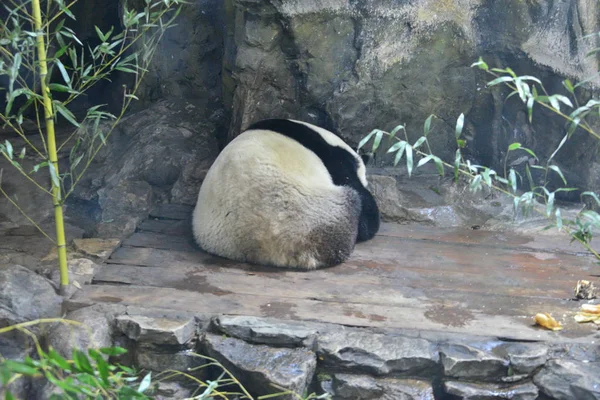 Egy Óriás Panda Huddles Ellen Szél Üvöltött Fagyos Nap Pekingben — Stock Fotó