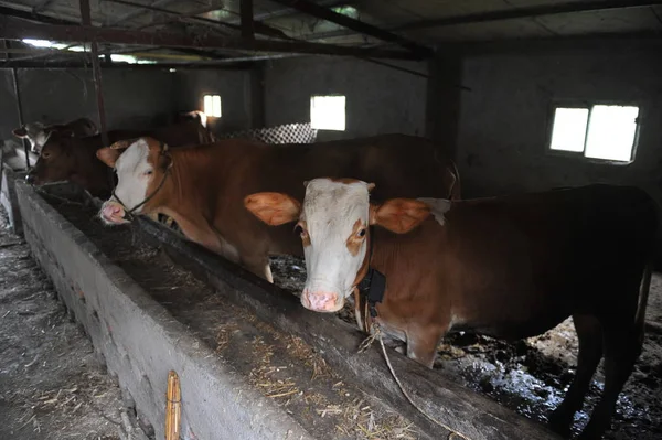 Bovini Sono Raffigurati Una Fattoria Nella Contea Linquan Città Fuyang — Foto Stock