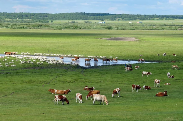 Una Vista Los Caballos Pastizal Hulun Buir Región Autónoma Mongolia — Foto de Stock