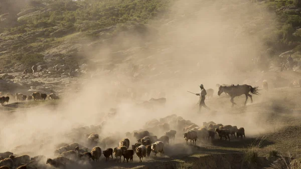 Kazakh Shepherds Riding Horses Direct Large Herd Cattle Sheep Goats — Stock Photo, Image