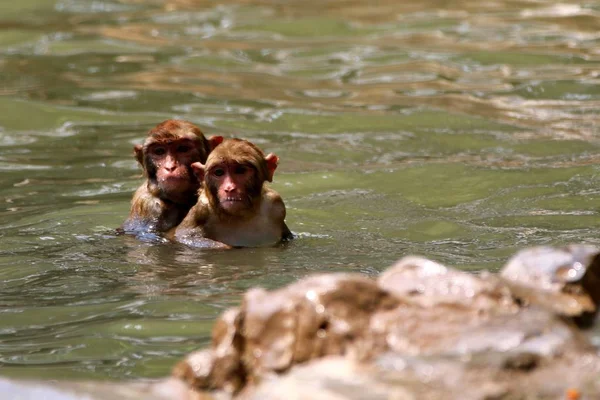 Резус Macaques Весело Воді Проти Палючим Влітку Toufu Перший Етап — стокове фото