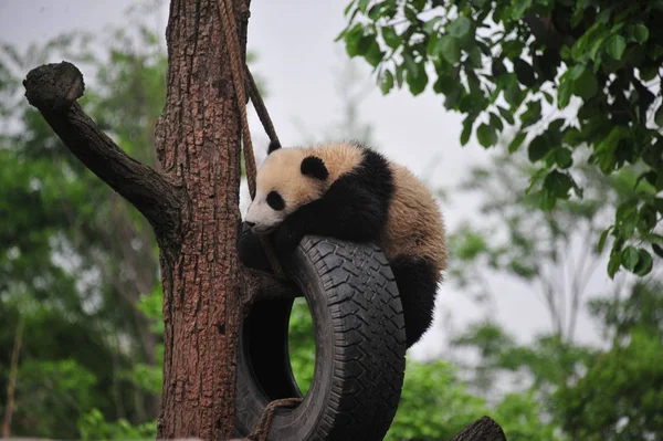 Petit Panda Géant Joue Avec Pneu Suspendu Sur Arbre Une — Photo