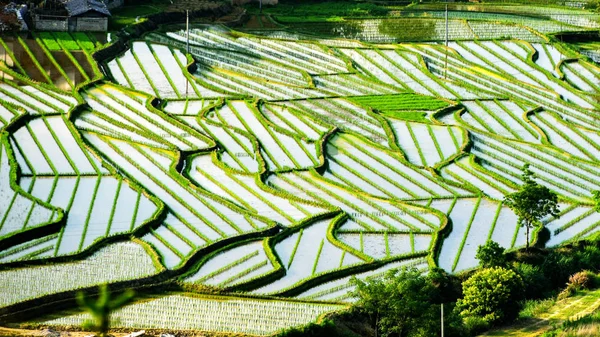 Landscape Terraced Rice Fields Suichuan County City East China Jiangxi — Stock Photo, Image