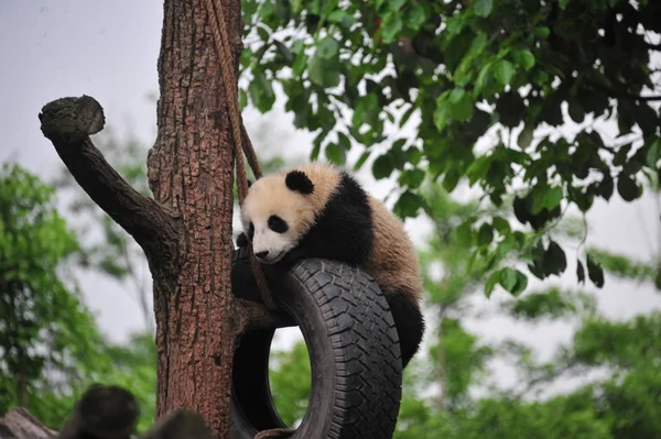 Giant Panda Cub Plays Hanging Tire Tree Base China Conservation — Stock Photo, Image