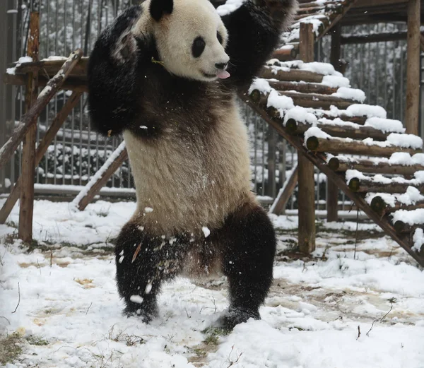 2015年2月1日 中国中部湖北省武汉市一家动物园大熊猫魏伟在雪中跳舞 — 图库照片