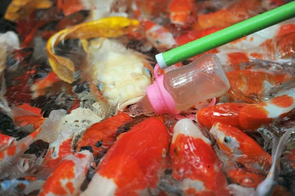 Visitante Alimenta Peixe Koi Que Alimenta Garrafa Com Uma Garrafa — Fotografia de Stock