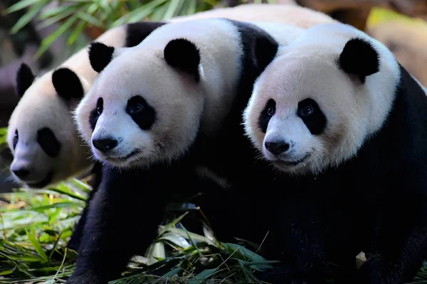 Světě Jen Obří Panda Trojčata Jíst Bambus Během Oslav Událost — Stock fotografie