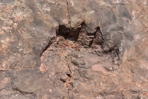 Blick Auf Versteinerte Dinosaurierspuren Die Von Einer Gruppe Langhalsiger Und — Stockfoto