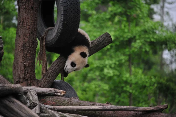 Ein Riesenpanda Junge Spielt Mit Einem Hängenden Reifen Einem Baum — Stockfoto