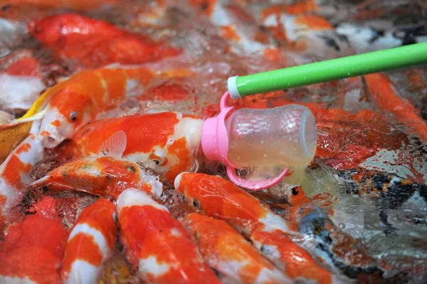 Besökare Matar Bottle Feeding Koi Fisk Med Nappflaska Fylld Med — Stockfoto
