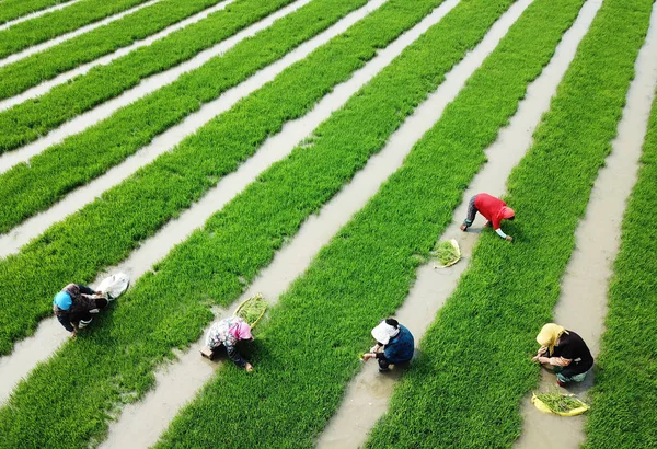 Des Agriculteurs Chinois Plantent Des Plants Riz Désherbant Dans Autres — Photo