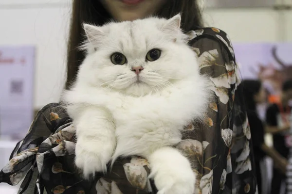 Gatto Mostra Durante China Wuhan International Pet Expo 2018 Cpf2018 — Foto Stock