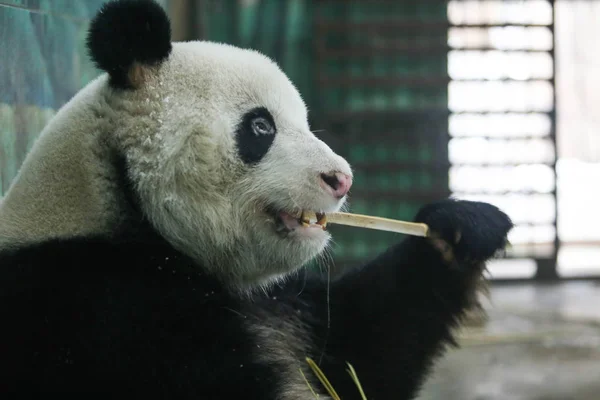 Panda Gigante Wei Wei Pega Seus Dentes Jardim Zoológico Wuhan — Fotografia de Stock