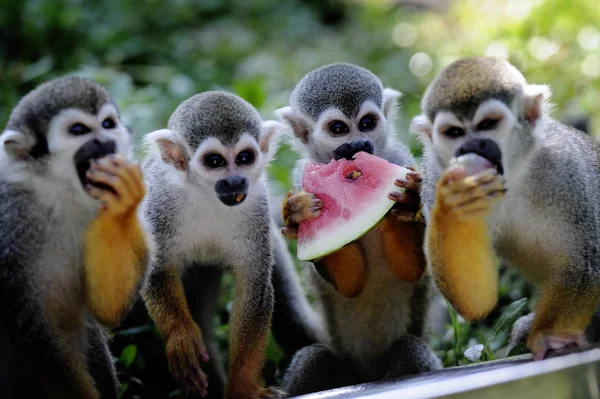 Macacos Esquilo Comem Frutas Para Refrescar Dia Escaldante Hefei Wildlife — Fotografia de Stock