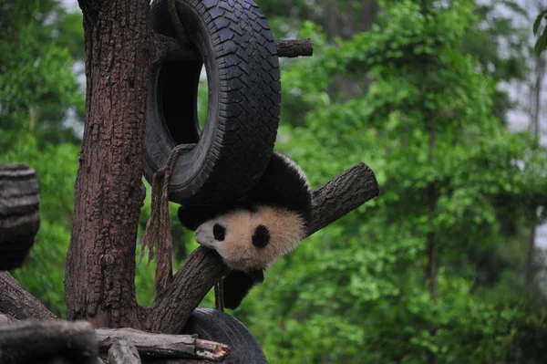 2018年4月23日 在中国西南四川省大熊猫保护研究中心的一个基地 一只大熊猫幼崽在树上玩着吊轮胎 — 图库照片