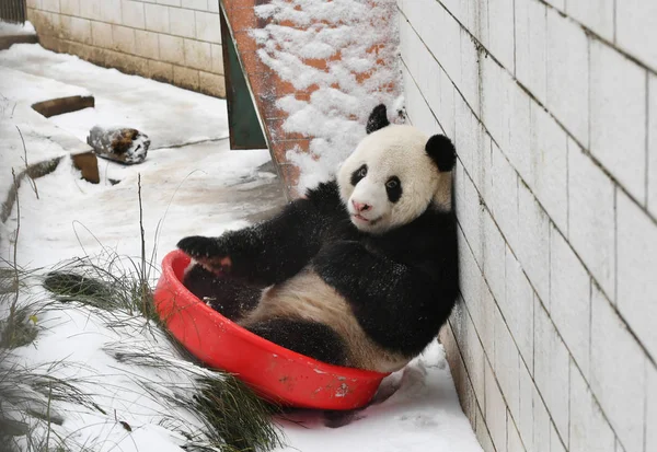 大熊猫魏伟在中国中部湖北省武汉市武汉动物园的雪中玩耍 — 图库照片