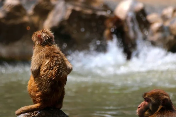 Rhesus Πιθήκους Macacus Διασκεδάζουν Στο Νερό Από Καυτό Καλοκαίρι Στο — Φωτογραφία Αρχείου