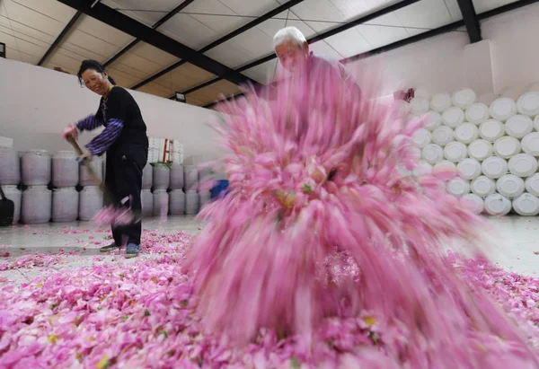 Agricultor Chinês Processa Pétalas Rosa Uma Fábrica Condado Hai Cidade — Fotografia de Stock