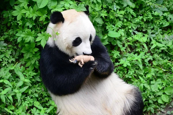 A giant panda kisses a rhino toy at Beijing Zoo in Beijing, China, 19 May 2018