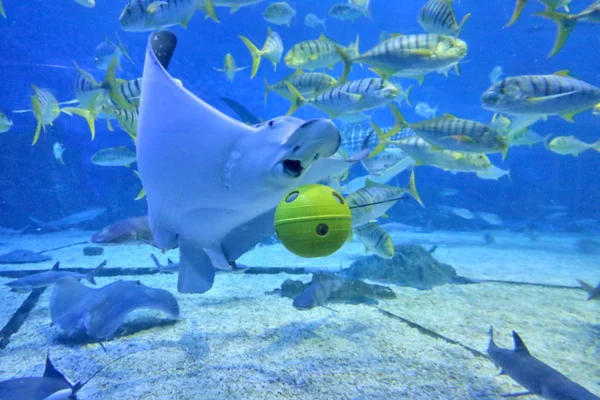 Animais Marinhos Jogam Futebol Durante Uma Copa Mundo Subaquática Yantai — Fotografia de Stock