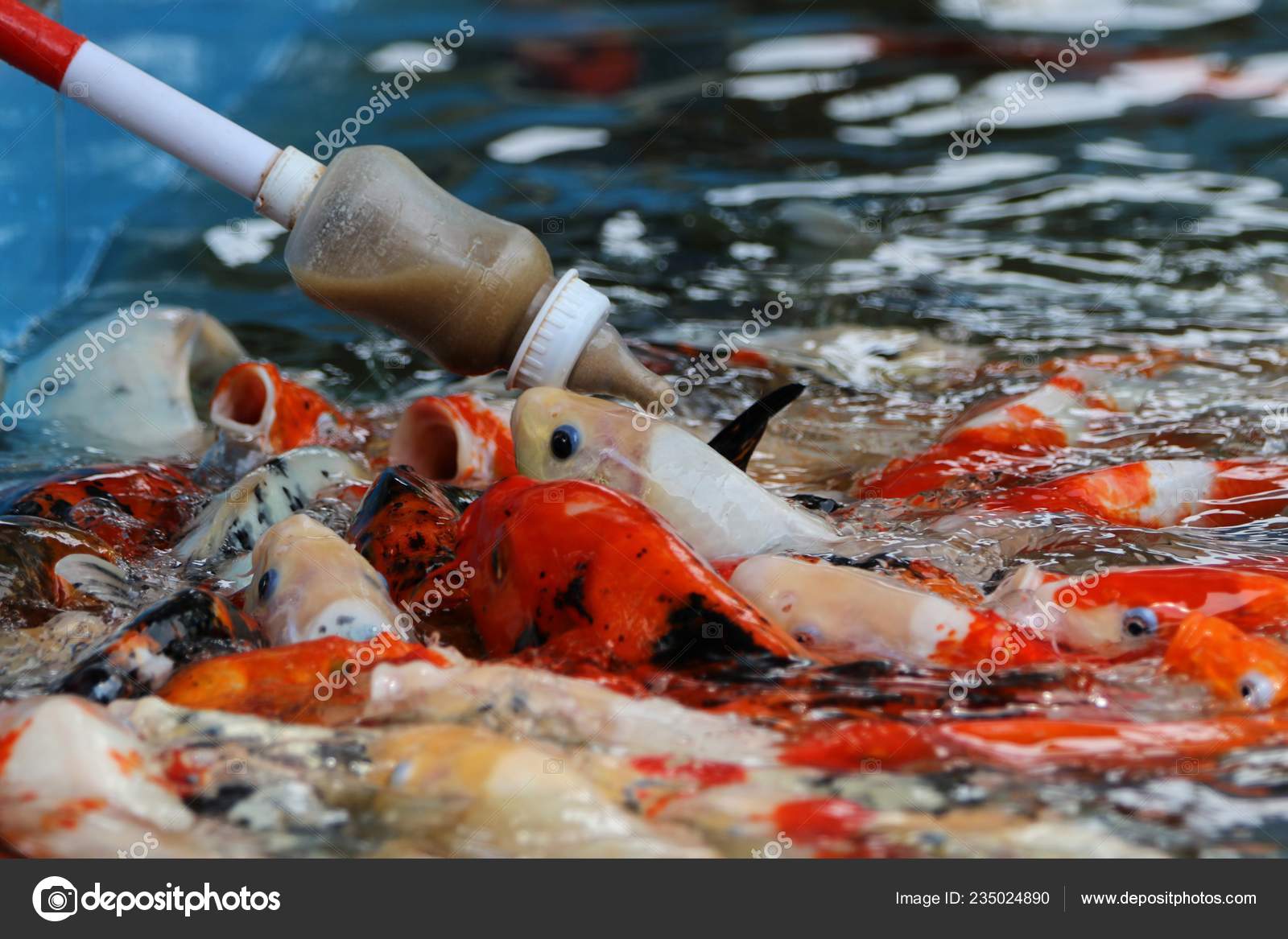 Koi Carp Homemade Pond Fish Food Feeding Koi Carp Tourists