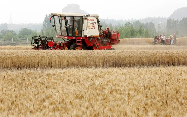 Una Máquina Segadora Cosecha Trigo Campo Aldea Huangzhuang Ciudad Yinping —  Fotos de Stock