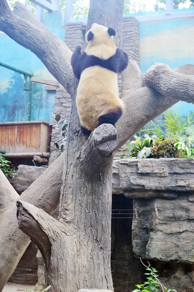 Uma Vista Parte Trás Panda Gigante Dian Dian Uma Árvore — Fotografia de Stock
