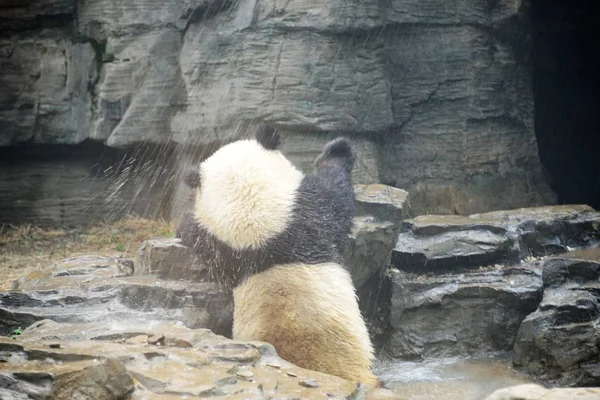 Giant Panda Cools Shower Resist Heat Wave Beijing Zoo Beijing — Stock Photo, Image