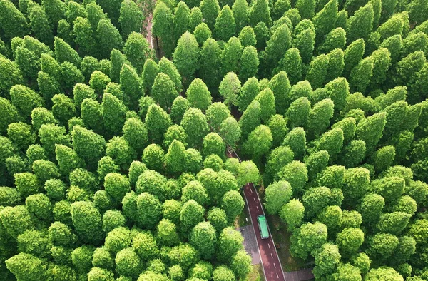 Воздушный Пейзаж Национального Лесного Парка Хуанхай Национального Лесного Парка Желтое — стоковое фото