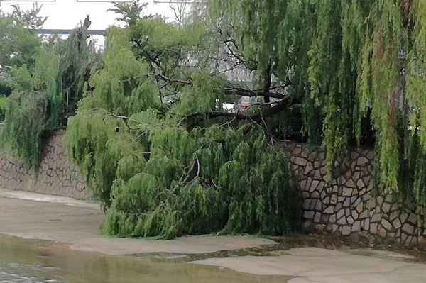 Дерево Вирвані Сильним Вітром Викликаних Тайфун Ampil Десятий Тайфун Року — стокове фото