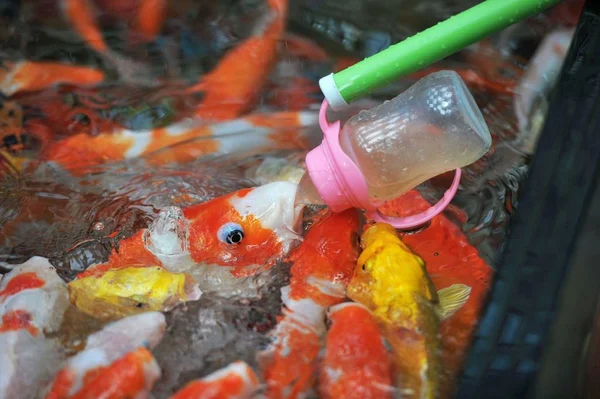 Visitante Alimenta Peixe Koi Que Alimenta Garrafa Com Uma Garrafa — Fotografia de Stock