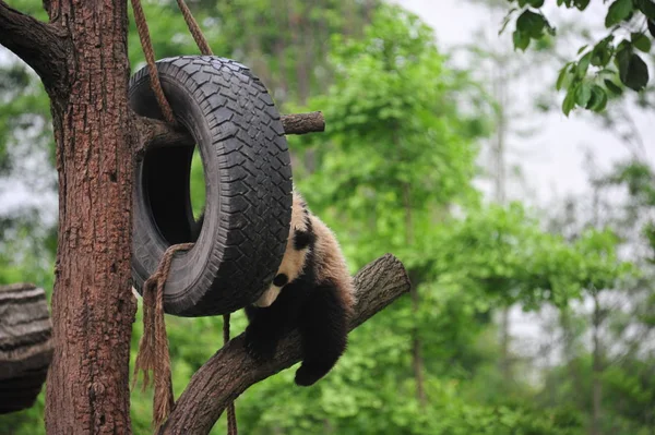 2018年4月23日 在中国西南四川省大熊猫保护研究中心的一个基地 一只大熊猫幼崽在树上玩着吊轮胎 — 图库照片