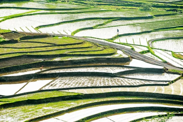 Teraslı Pirinç Tarlaları Suichuan Lçesi Doğu Çin Jiangxi Eyaletinin Ağustos — Stok fotoğraf
