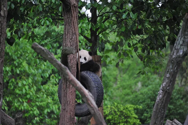 Ein Riesenpanda Junge Spielt Mit Einem Hängenden Reifen Einem Baum — Stockfoto
