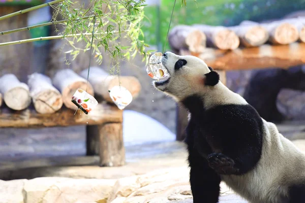 Panda Gigante Alimentado Com Bolas Gelo Por Crianças Usando Paus — Fotografia de Stock