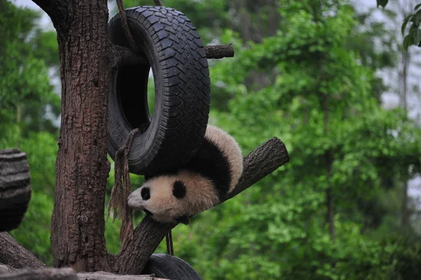 Cachorro Panda Gigante Juega Con Neumático Colgante Árbol Una Base — Foto de Stock