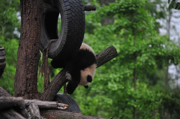 Ein Riesenpanda Junge Spielt Mit Einem Hängenden Reifen Einem Baum — Stockfoto