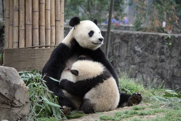 Egy Óriás Panda Eszik Kölye Egy Alap Ból Kína Megőrzés — Stock Fotó