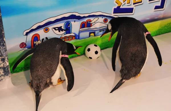 Pinguins Harbin Polarland Jogam Futebol Antes Copa Mundo Fifa 2018 — Fotografia de Stock