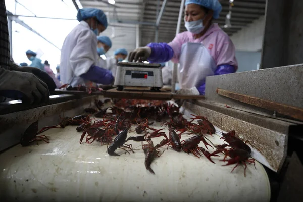 Chinesische Arbeiter Wiegen Und Sortieren Krebse Die Während Der Weltmeisterschaft — Stockfoto