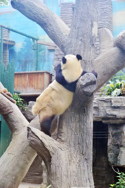 Ein Blick Auf Den Rücken Des Großen Pandas Auf Einem — Stockfoto