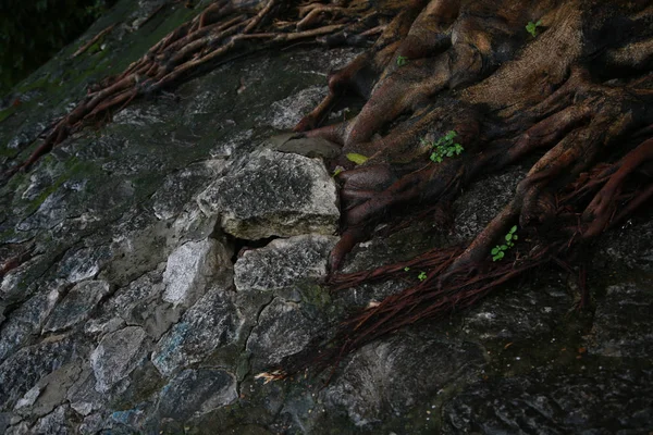 Esta Foto Mostra Grandes Raízes Quatro Árvores Banyan Crescendo Através — Fotografia de Stock