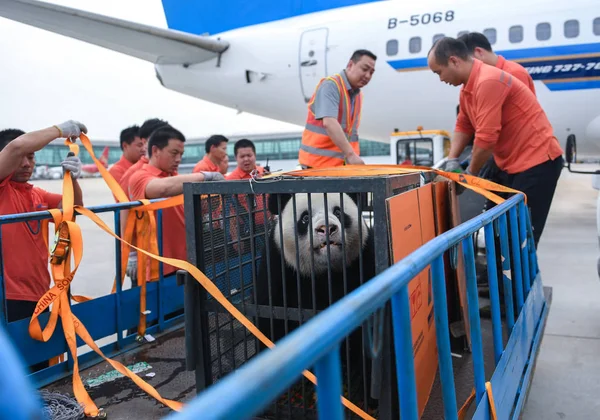 Giant Panda Wei Wei Som Påstods Missbrukas Zookeeper Wuhan Zoo — Stockfoto