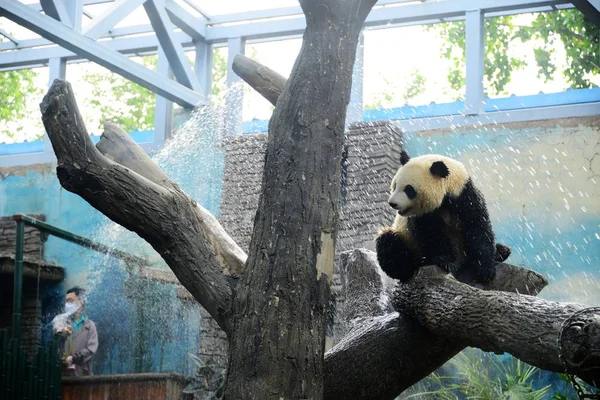 Obří Panda Vychladnutí Sprše Odolat Vlna Veder Beijing Zoo Pekingu — Stock fotografie