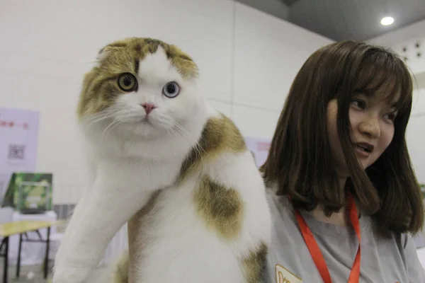 Gatto Mostra Durante China Wuhan International Pet Expo 2018 Cpf2018 — Foto Stock