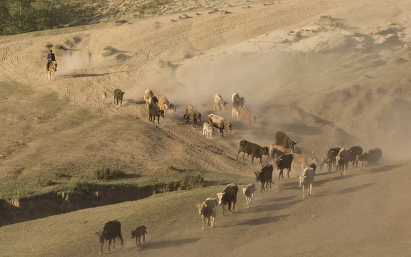 카자흐어 염소의 무리로 Pasturing 알타이 웨스트 Uyghur Fuhai 카운티 지역에 — 스톡 사진