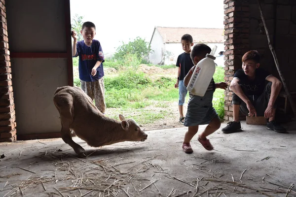 中国东部山东省日照市朱县一个村庄 一只两条腿的小牛 — 图库照片