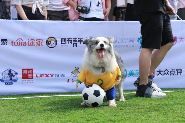 Border Collie Participe Match Soccer Canin Pour Préparer Coupe Monde — Photo